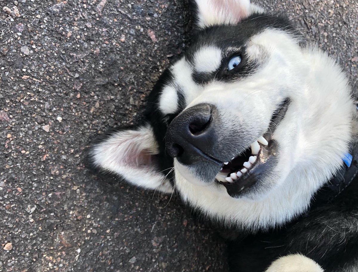 GraphicElephant's tweet photo. I was going to post about how awesome @gp_expo Indy was, and how fun it was to work with our friends at @GoGSG, but it’s late, and we’re tired, so we’re just gonna put up some pictures of our shop mascot Jaxx being silly instead😁 
#GraphicsProExpo #GoGSG #HuskyDogs #ShopDogs https://t.co/qmC0Pnersc