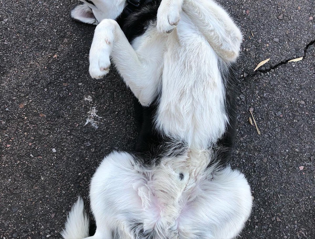 GraphicElephant's tweet photo. I was going to post about how awesome @gp_expo Indy was, and how fun it was to work with our friends at @GoGSG, but it’s late, and we’re tired, so we’re just gonna put up some pictures of our shop mascot Jaxx being silly instead😁 
#GraphicsProExpo #GoGSG #HuskyDogs #ShopDogs https://t.co/qmC0Pnersc