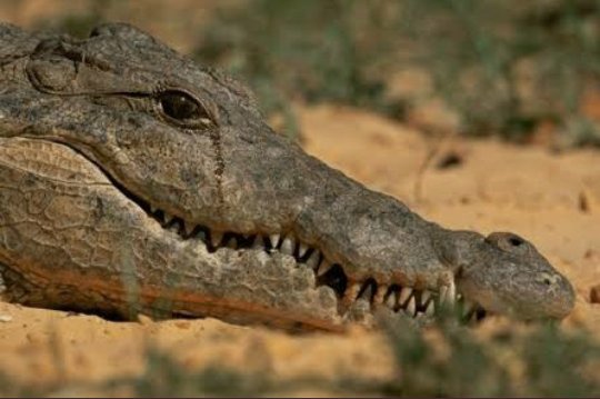 GSPanda14's tweet photo. @ANI Simple reason of crocodile tear:

Election of few states round the corner.
Diverting attention from failure in Punjab.
Diverting Delhi's severe water problem. https://t.co/5bnvr6qLo4