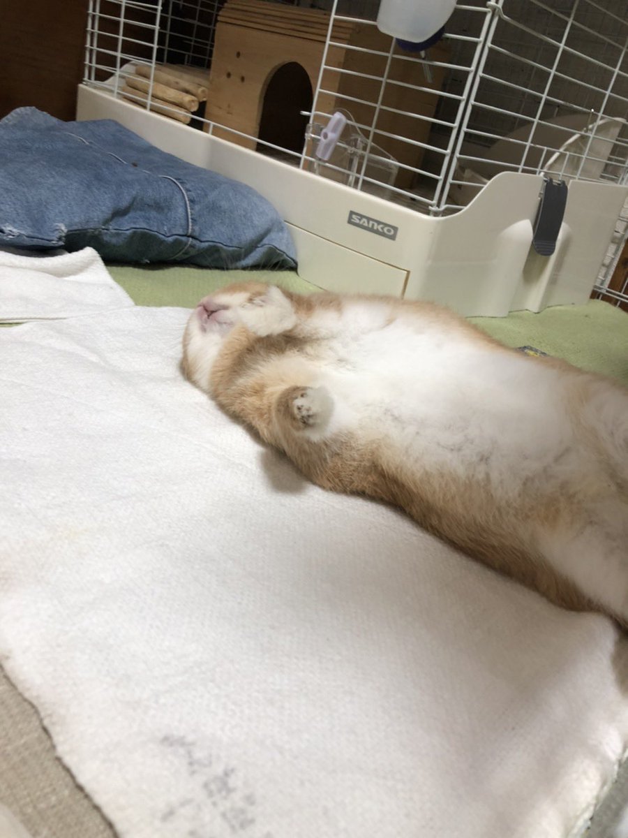 marronroom's tweet photo. 最近投稿できておりませんでしたが、まろんは元気です🐰 https://t.co/ptAfieJxdK
