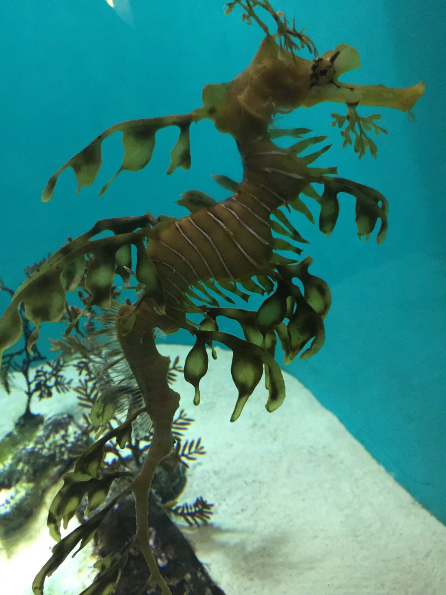 烏海 忙しめ Rt Sorari 輸出規制や飼育の難しさに伴い現在日本の水族館で見る事が出来ないリーフィー シードラゴンですが 葛西で展示していた頃の写真が出てきたので貼っておきますね T Co 7o7gg2safn