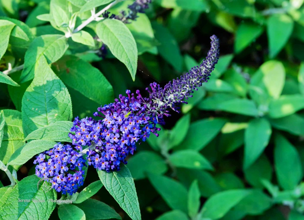 Butterfly bush #flowers #flowerphotography #naturephotography #TwitterNaturePhotography