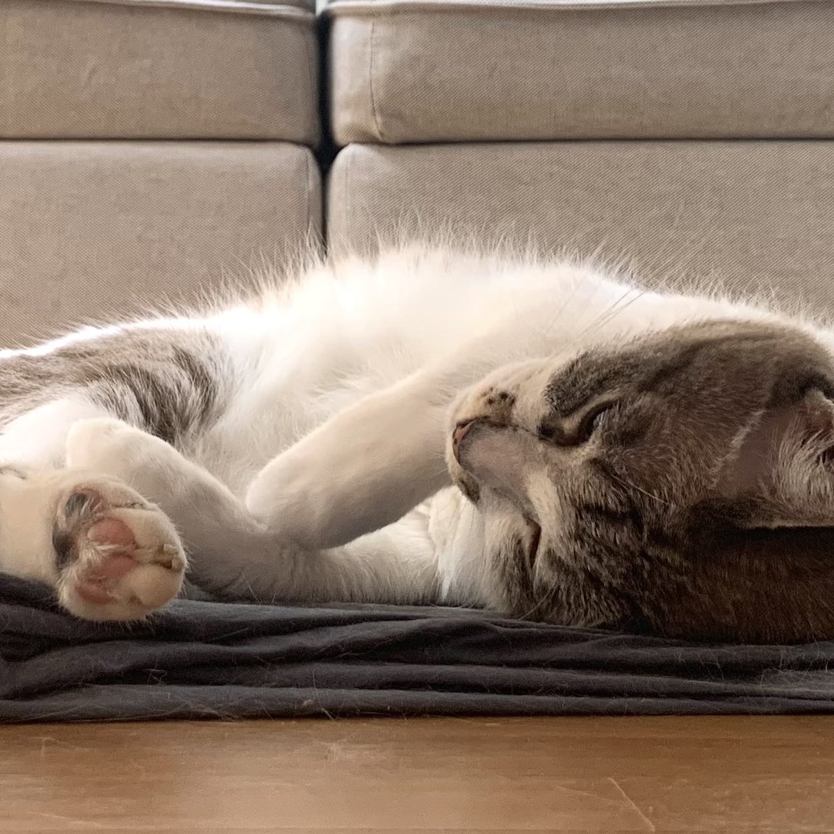 caketheking's tweet photo. Snoozerz 24/7 #CatsOfTwitter https://t.co/IxOV9ptQgB