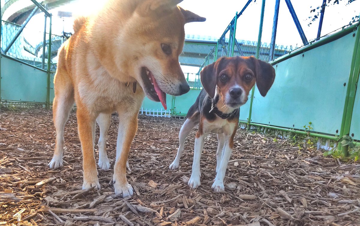 Beagle7_the2nd's tweet photo. Me & my bestie Akira the shibainu 🐾
#dogrun #dogsoftwitter #sundayfunday #beagle #shiba #borninMay #furriends https://t.co/uWkEngJ2wb