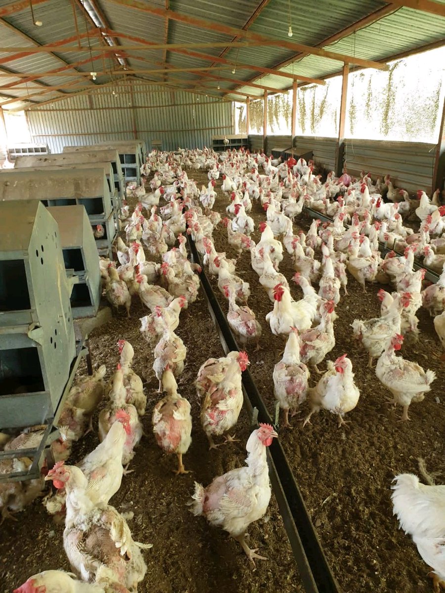 RADVAN🐓🥚🐥 tweet media