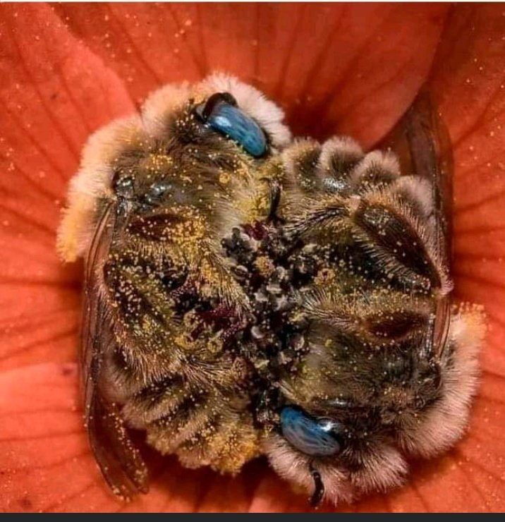 Caryn70225063's tweet photo. A pair of bees ๐๐ sleep a flower, bees sleep 5 to 8 hours a day and bees hold each other's legs while they sleep, ADORABLE ๐ฅฐ https://t.co/uoA4R7VhOS