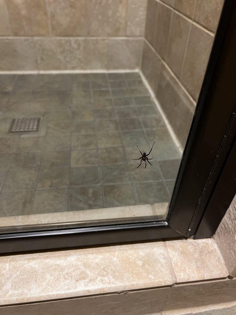 Lee_Oeth's tweet photo. “Giant” spider in the bathroom! Thanks @blainecapatch #maxfuncon https://t.co/dgvJVRtAvg