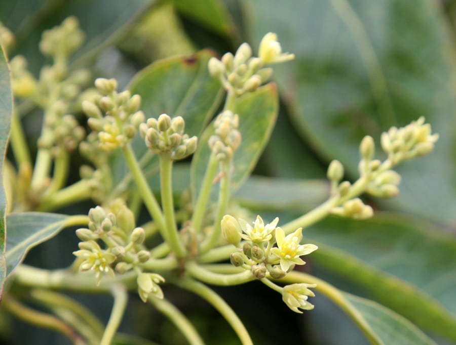 Flowers, first: Avocado trees can produce a million flowers or more—most drop off, but the abundance attracts pollinators. The flowers are complete, meaning they have male and female parts.