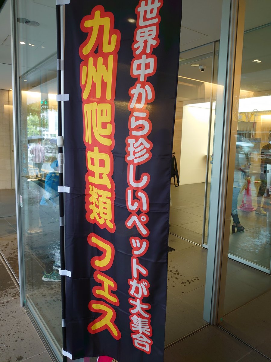 九州レプ行ってきましたー‼️　滞在時間は約一時間。鹿児島から四時間かけて、この一時間を楽しんできた‼️

お迎えした子の体調管理を頑張ります🥰#九州レプタイル　#九レプ　#サルバトールモニター
