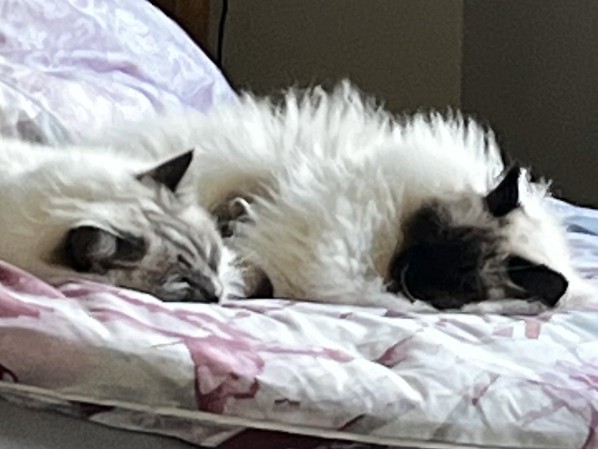 Ophur_Cat's tweet photo. @kenobe_wan @linda_austin1 @AlanSla90124663 @parsleysmum @catmum1932 @Leonlovescats @NatalieRobins7 @Nacho87329549 @HHazcat @denvor18 @tiggy_catt247 @Sg3912 @ardentgreeneyes @GreenEtty @JLHerms @LMEVegetarian @NeddlePeddle @CorneliaMller5 @MariaPulk @cat_fender @TheVicarageCat @Dr_eVal @3phibotticelli @Freeds @Merlin80643296 @GeorgeandMildr4 @starbuckssue @mindthinkr @LittleTess3 @MarisaBerlinge1 @EdibleCatsClub @maureenelis @creative54 @azzurro_azzurro @TriciaCaputo @walphieplopflee @JenniferBMorri2 @Margare72877928 @MirMGreg @lolamatt47 @MistyKitty3 @NatsRallyCat @Gabrielle_Hope1 @Wxgirl169 @_mongoose @Mrs_J_Bananas @A_affirmations @Meow_Factor @PussycatNaughty @MelvinJ75085444 Only the floofiest need apply hehe๐ธ๐ธ๐พ๐๐พ #FloofClub https://t.co/kxNKhodQTQ