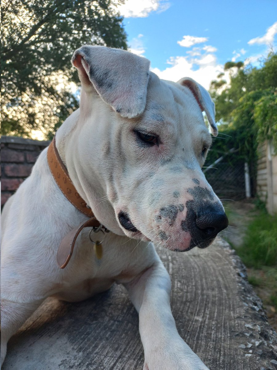 lwaistar_za's tweet photo. Pitbull and Great Dane Crossbreed Puppies Need A Home 

HMU If You Interested Only On Whatsapp 060 650 7353 https://t.co/sPhrSWCngi