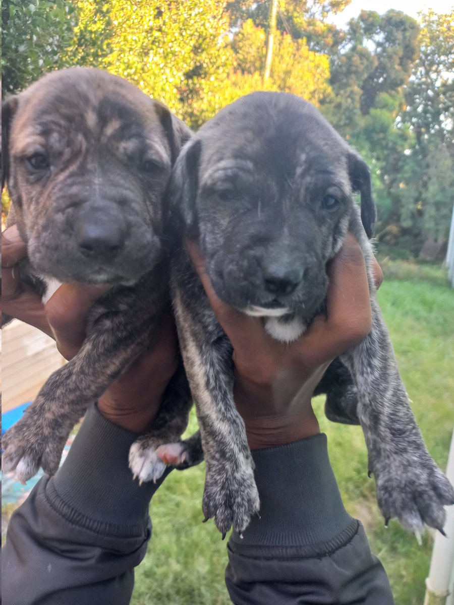 lwaistar_za's tweet photo. Pitbull and Great Dane Crossbreed Puppies Need A Home 

HMU If You Interested Only On Whatsapp 060 650 7353 https://t.co/sPhrSWCngi