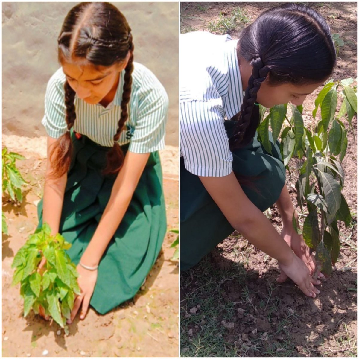 STS WORLD  SCHOOL'S Ncc  Cadets Participated the Activities on Environment Day <a href="/8punjab/">8punjab@phagwara</a> <a href="/STSWSRAJGOMAL/">S.T.S. World School (Official)</a> <a href="/Prabhjo60556013/">Prabhjot Gill</a> <a href="/AjaySyal8/">Ajay Syal</a> #MicrosoftEDU <a href="/cbseindia29/">CBSE HQ</a> @KhullarY <a href="/8punjabnccphag1/">8punjab@nccphagwara</a>