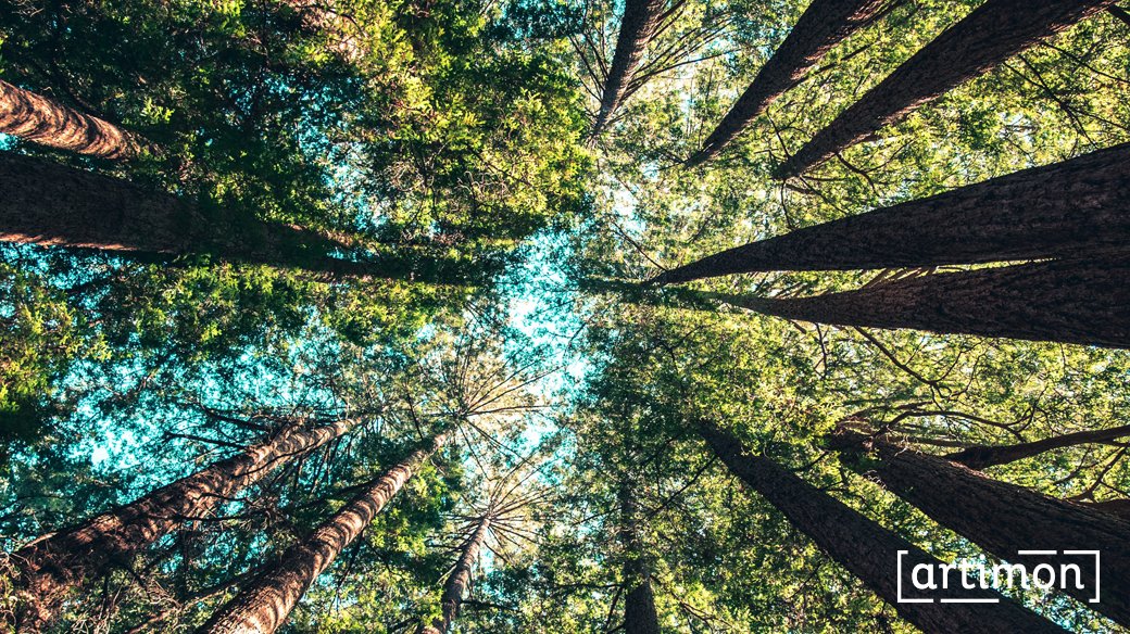 [Engagement] - 🌳Journée mondiale de l’environnement🌳 <a href="/ArtimonConseil/">Artimon</a> se mobilise en faveur de l’#environnement et soutient Cœur de Forêt, une association qui préserve les forêts en France et à l’international👉@coeurdeforet 
#ArtimonConseil #biodiversité