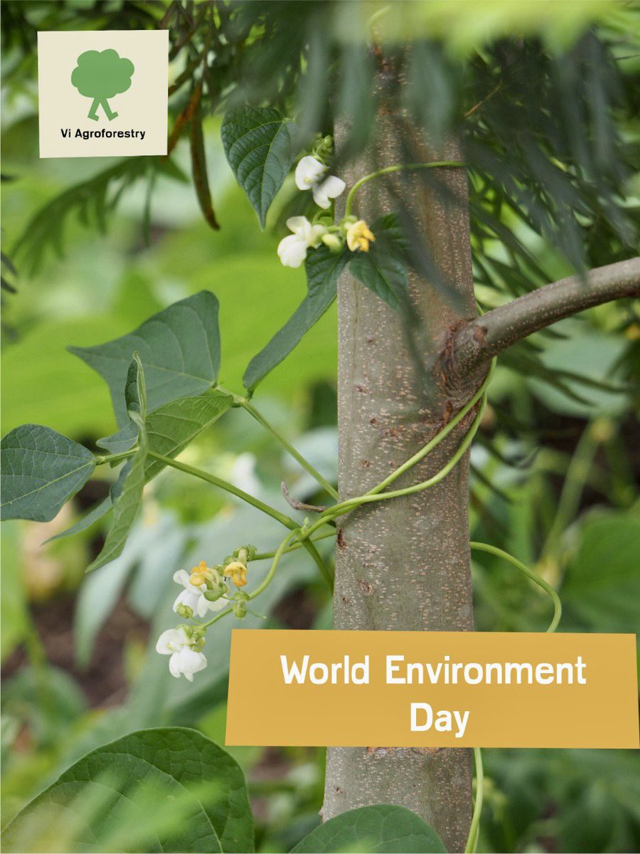 ViAgroforestry's tweet photo. There is #OnlyOneEarth together we can conserve, protect and restore it. #WorldEnvironmentDay #climatejustice #climatefinance
📷 Katherine O’sullivan https://t.co/cwNK9NAEeb