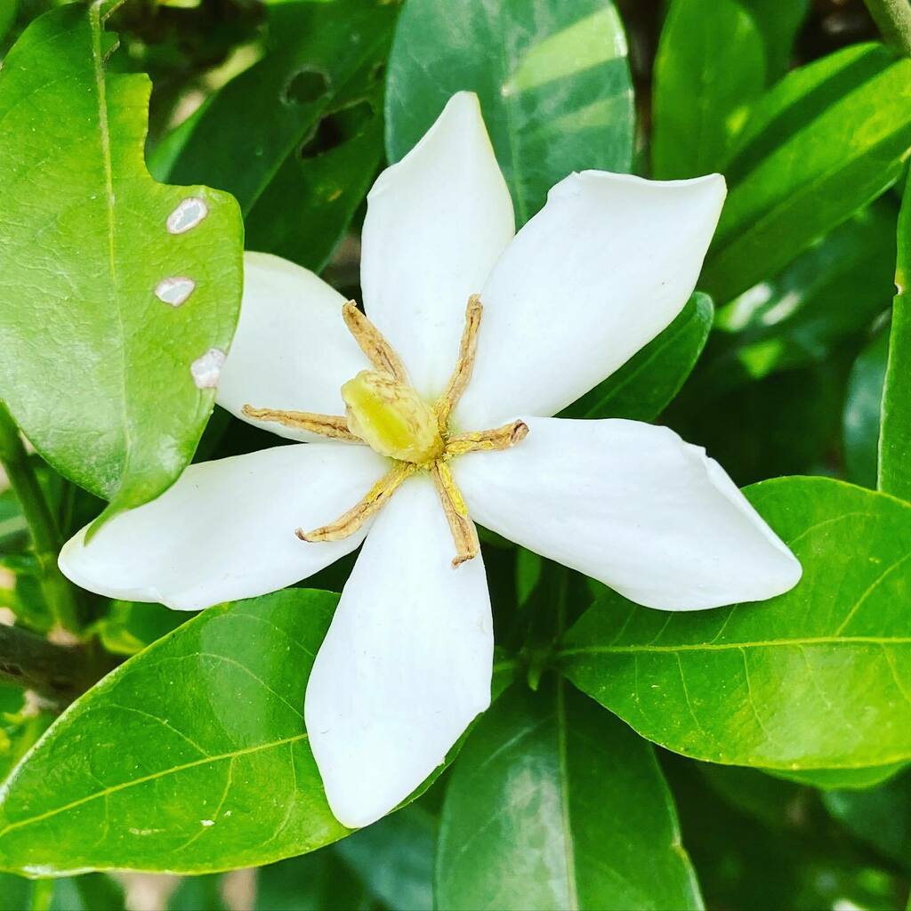 تويتر 粟田神社 على تويتر 夏ですね クチナシの花 粟田神社 夏花 白い花 T Co Umq4edme1k