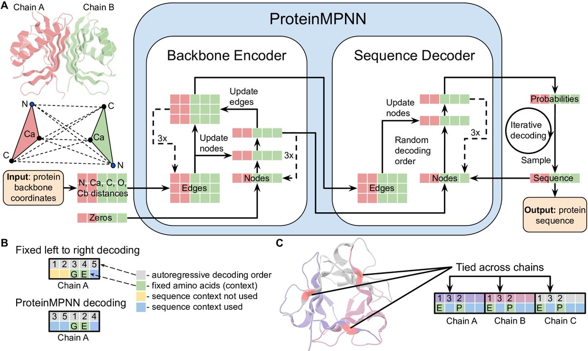 1/5 Robust deep learning based protein sequence design using ProteinMPNN biorxiv.org/content/10.110… The high rate of experimental success and applicability to almost any protein sequence design problem has made it the standard approach at the <a href="/UWproteindesign/">Institute for Protein Design</a> github.com/dauparas/Prote…