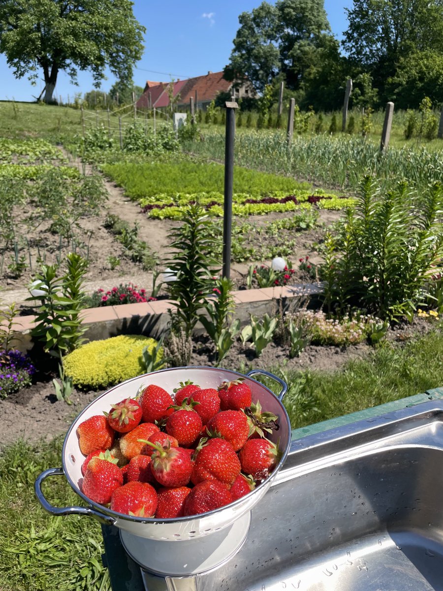 teodor_dziadek's tweet photo. #sunday #morning #breakfast #calm #tranquility #silence #village #home #happiness #strawbery #fruit #mango #vegetables #vegetarian #ranchlife #offthegrid #nature #country #music #birds #singing 🍓🌺🍀🥒🫘🌿🥬🫑🐎🐓🪺🦆🏡🍅🍇🥭 https://t.co/jf9ixc9065