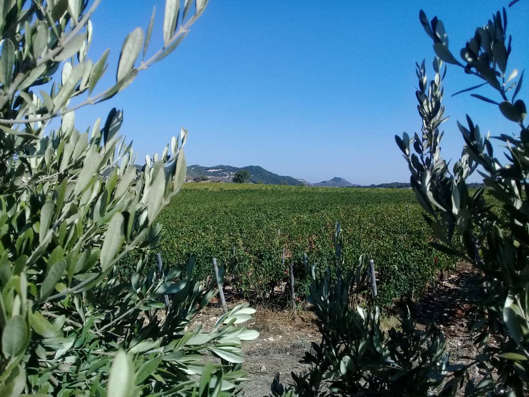 Domaine de Bargylus tweet media