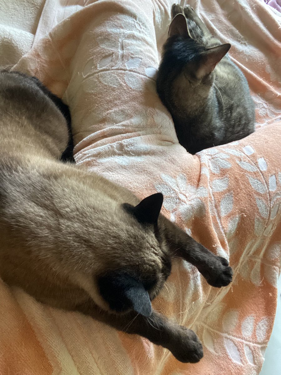rabbitcat232's tweet photo. お腹の上で行き倒れてる猫がいるー💤

#行き倒れ猫　#猫のいる暮らし　#猫とお昼寝 https://t.co/reNQxA1FC9