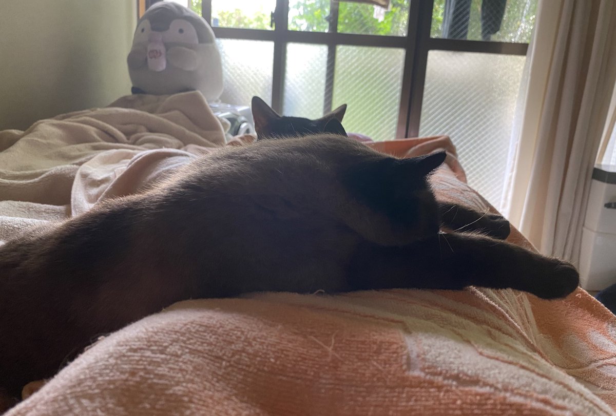 rabbitcat232's tweet photo. お腹の上で行き倒れてる猫がいるー💤

#行き倒れ猫　#猫のいる暮らし　#猫とお昼寝 https://t.co/reNQxA1FC9