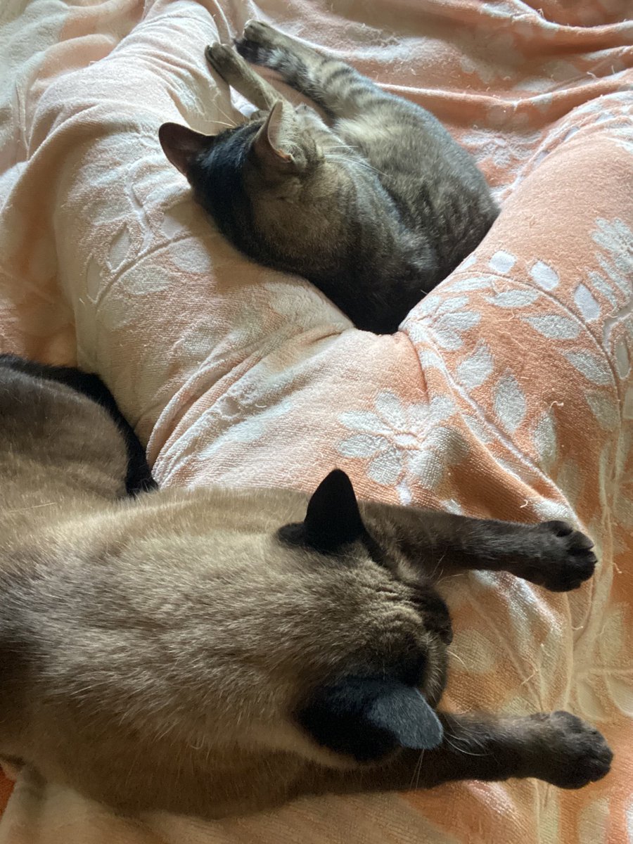 rabbitcat232's tweet photo. お腹の上で行き倒れてる猫がいるー💤

#行き倒れ猫　#猫のいる暮らし　#猫とお昼寝 https://t.co/reNQxA1FC9