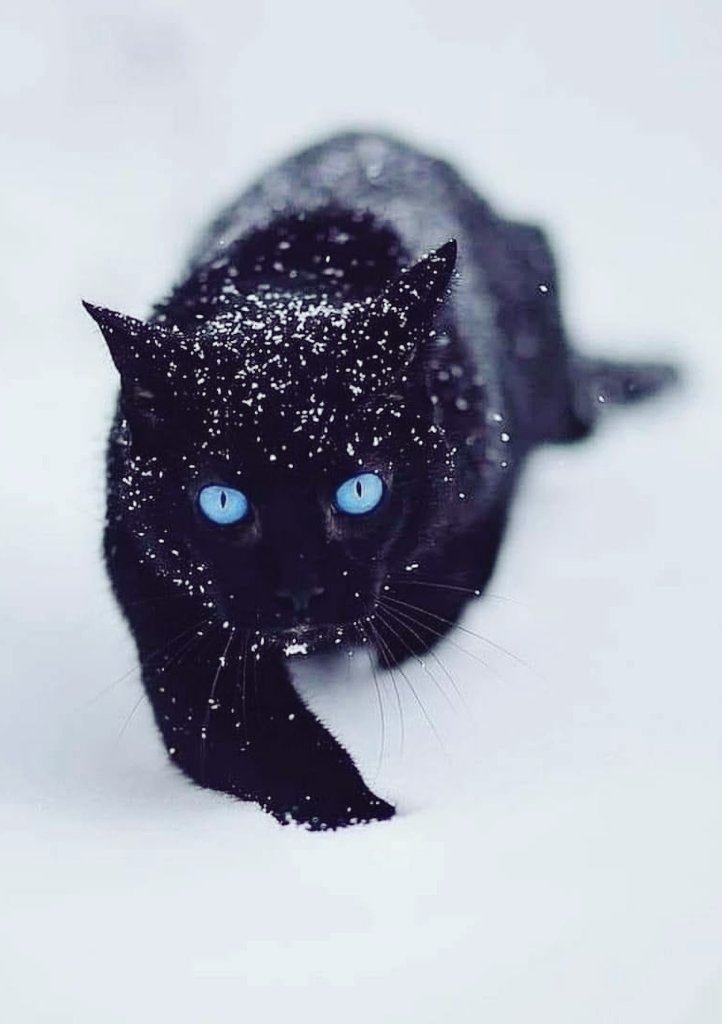Shade_Barrow2's tweet photo. Happy Sunday, friends 🍀🌹☕️🐈 https://t.co/clCSPRreFU
