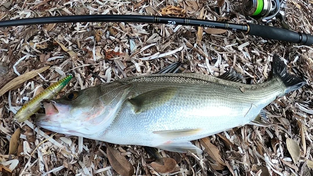 トップシーバス Twitter Search Twitter