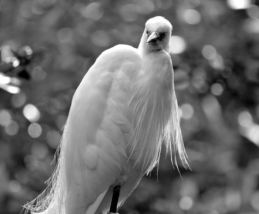 Ian Standivan tweet media