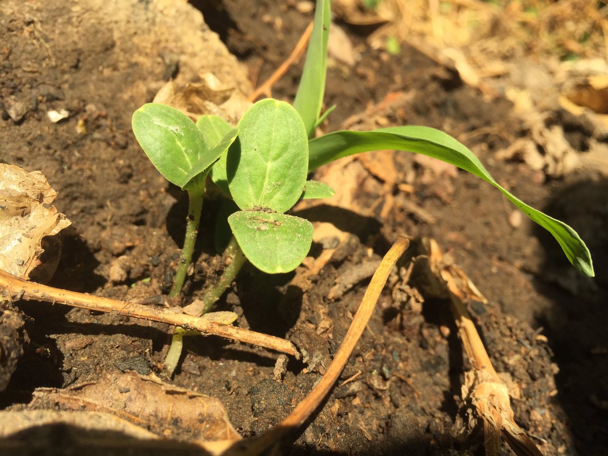 Planting autumn Maize and melons in the sem bed to save space 😅❤️ let’s see how this gets 
<a href="/yourfavfarmer/">Tony McGowan</a> 🖤👨🏾‍🌾 I farm ,you eat.