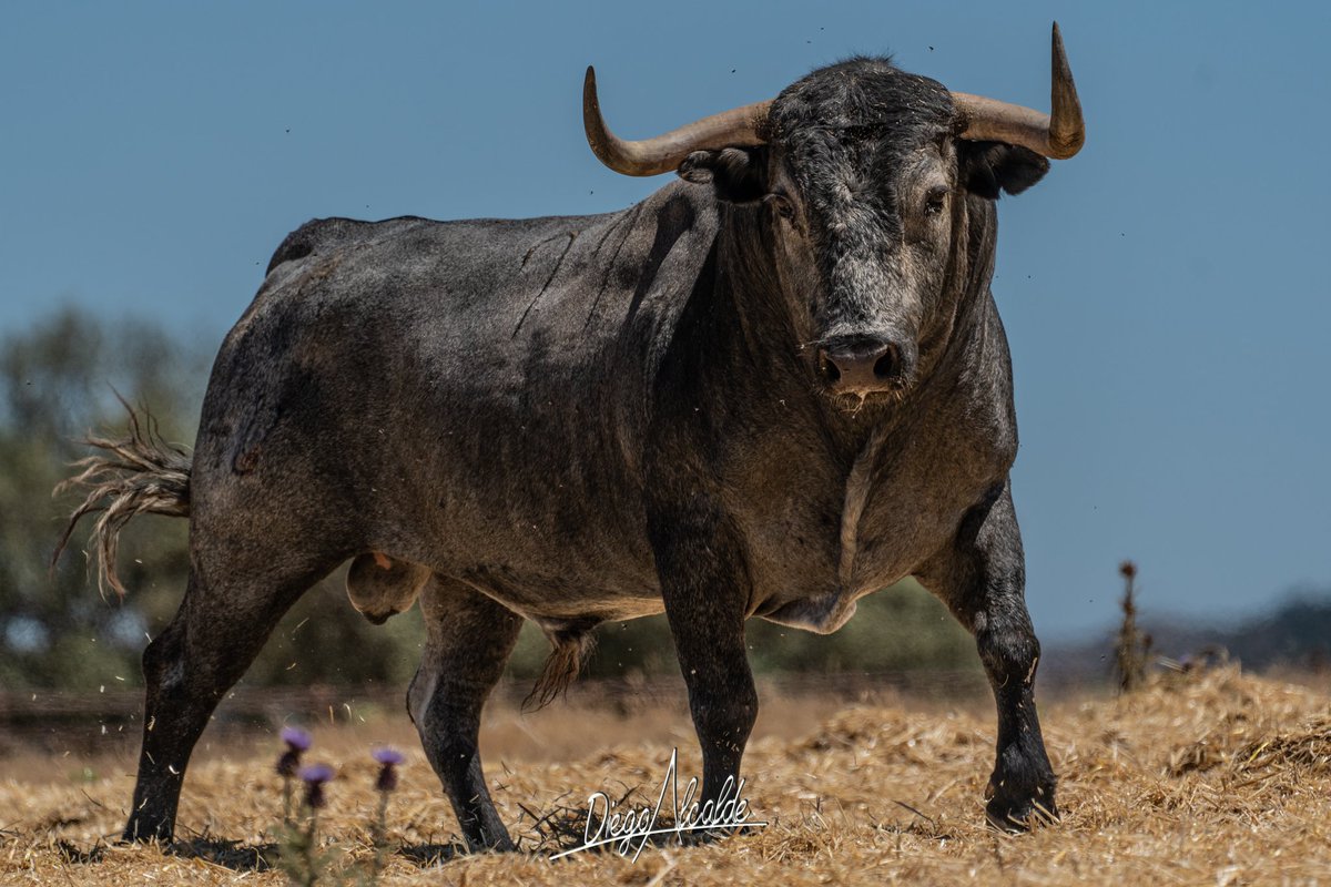 DIEGOALCALDE1's tweet photo. #Mitotero abre la tarde de la última corrida de Madrid. Mucha suerte amigos @victorinotoros .
@DIEGOALCALDE1 #elreydeladehesa
#Lastiesas #Victorino #Campo #cardeno #gris https://t.co/xF6WAJUnXA