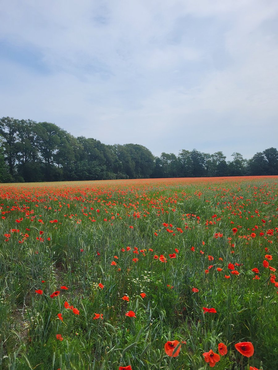 Op een mooie pinksterdag, wandelen in onze achtertuin langs het klaprozenveld op Haanwijk.