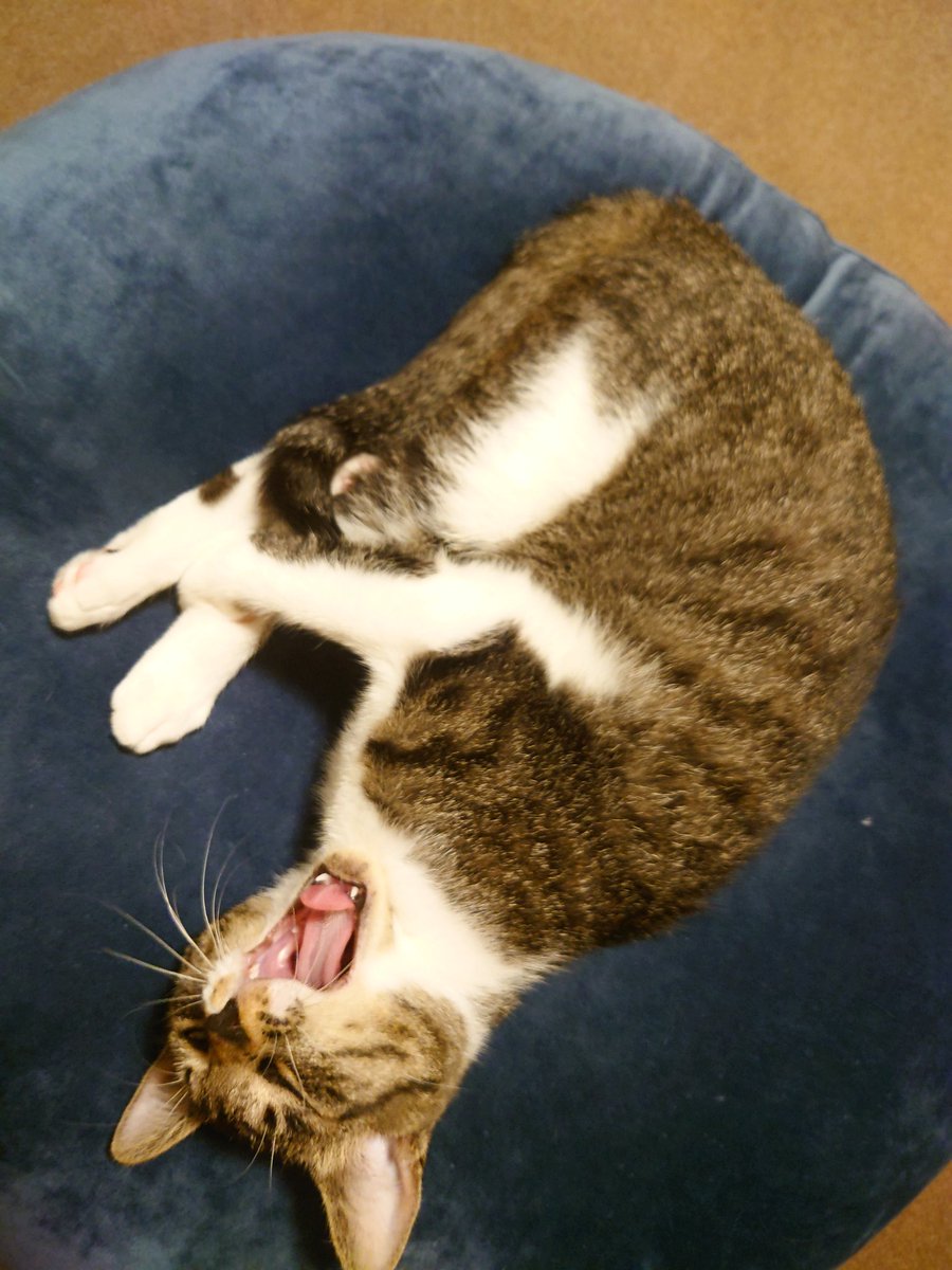 torasuka's tweet photo. 今日の猫 https://t.co/1rdAUltvoR