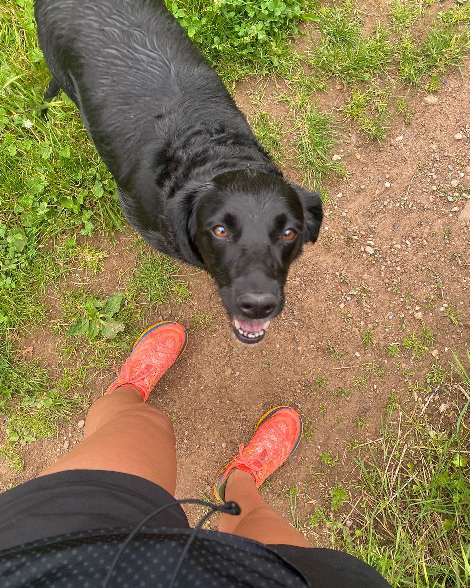 clareoreilly's tweet image. Morning miles with her indoors #trailrunning #dogswhorun #ultratraining #hoka