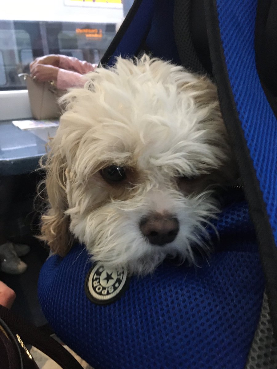 mmurphyartist's tweet photo. Attention please (tests mic), I am sitting beside a VIP(plus their human) on the train. #dogrates @dog_rates the scratch service will soon start. #VeryImportantPup https://t.co/FtrPqPG2wk