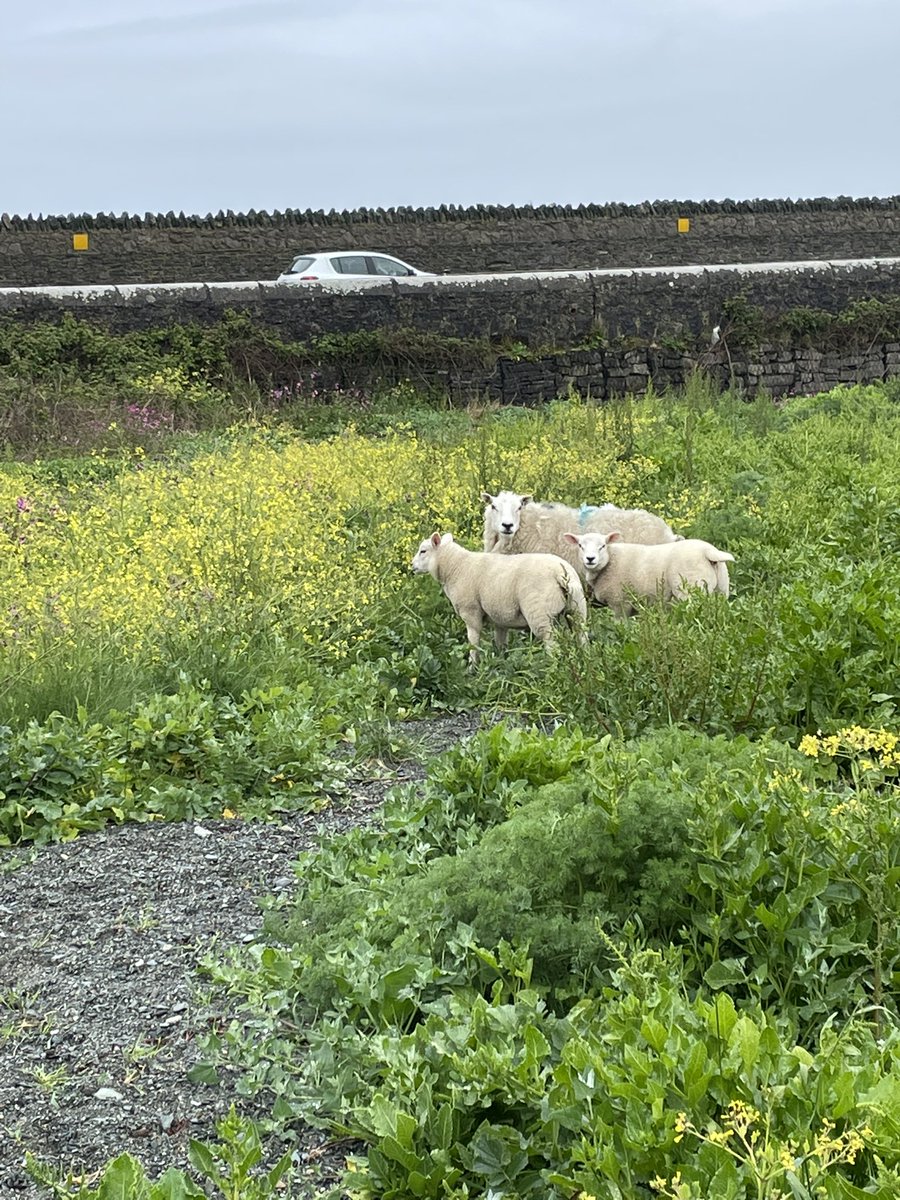 Sheep lose on Gorad beach near A5 #Valley #Anglesey <a href="/NWPolice/">North Wales Police</a> <a href="/angleseycouncil/">Isle of Anglesey County Council</a> <a href="/AngleseyScMedia/">Anglesey socialmedia</a>