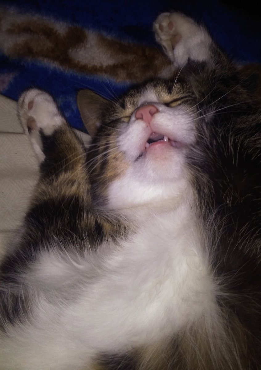 artistacee's tweet photo. Gn #Twitter
#sleepycat #sweetdreams #conked https://t.co/Nz60U9p8r7