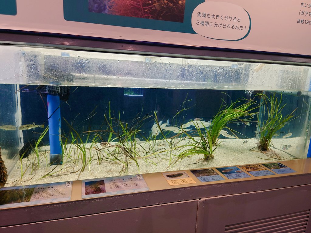 Akira3337Y's tweet photo. 今やってるのとじま水族館の企画展が鉄腕dashとドンピシャ過ぎて笑ったわ笑
https://t.co/EhRNGpsTYc
#鉄腕dash
#のとじま水族館 https://t.co/gEjgWOjDJK