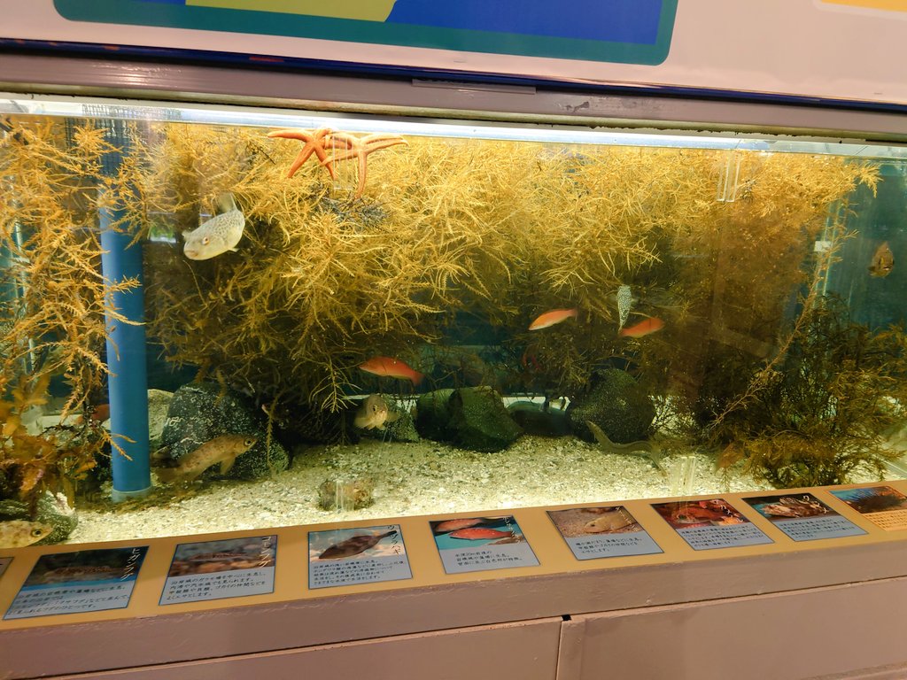 Akira3337Y's tweet photo. 今やってるのとじま水族館の企画展が鉄腕dashとドンピシャ過ぎて笑ったわ笑
https://t.co/EhRNGpsTYc
#鉄腕dash
#のとじま水族館 https://t.co/gEjgWOjDJK
