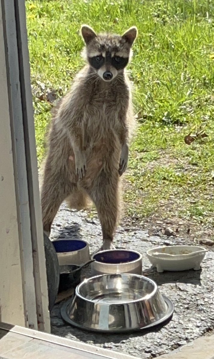 FunkyBDesigns's tweet photo. @JortsTheCat Did someone say “raccoon?” https://t.co/jr6OHRV1Ud