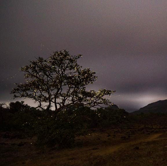 canvasnchrome's tweet photo. Fireflies!!

Pic shared by Mrugesh Borikar https://t.co/PqWHKk8A46