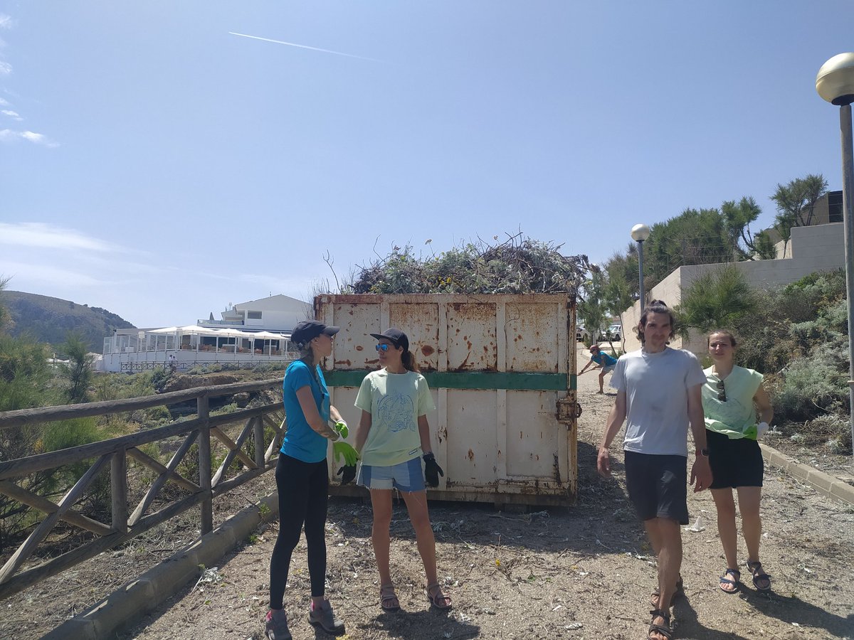 GOBMallorca's tweet photo. 👏🏼 Gràcies als 60 voluntaris que han participat en aquesta jornada hem deixat 50 metres cúbics lliures de Senecio cineraria! Gràcies a tots i totes per les ganes i la feina! 😍 https://t.co/i4Vf65JvDG