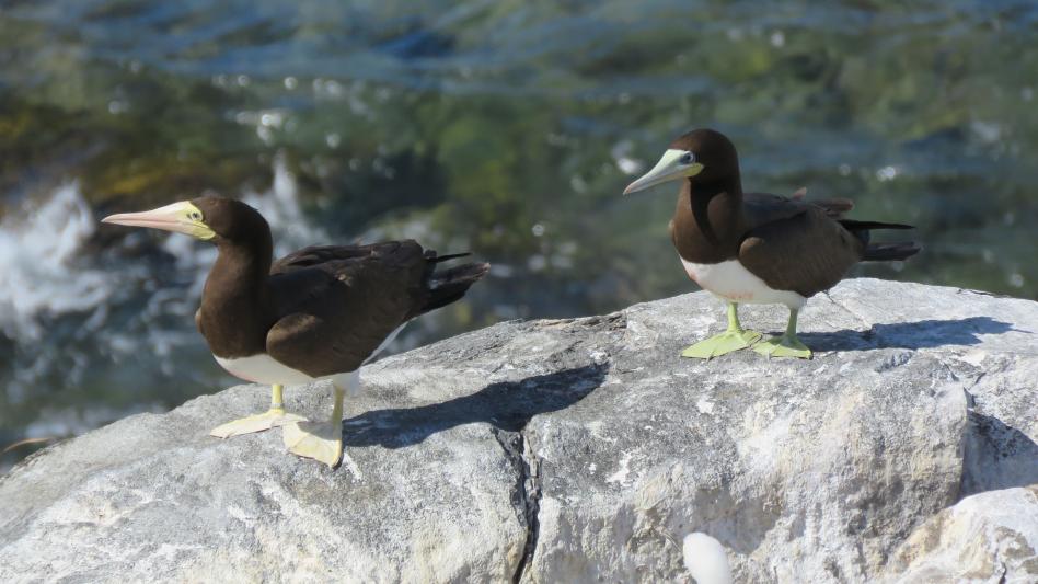 umrMARBEC's tweet photo. #conferencesMARBEC Le 07/06/2022 à 13h30
"A ‘seabird’ eyeview on tropical marine ecology in the Anthropocene"
👉 https://t.co/AniJDmCyop
crédit photo : Guilherme Tavares Nunes https://t.co/JKBnK2oH5X