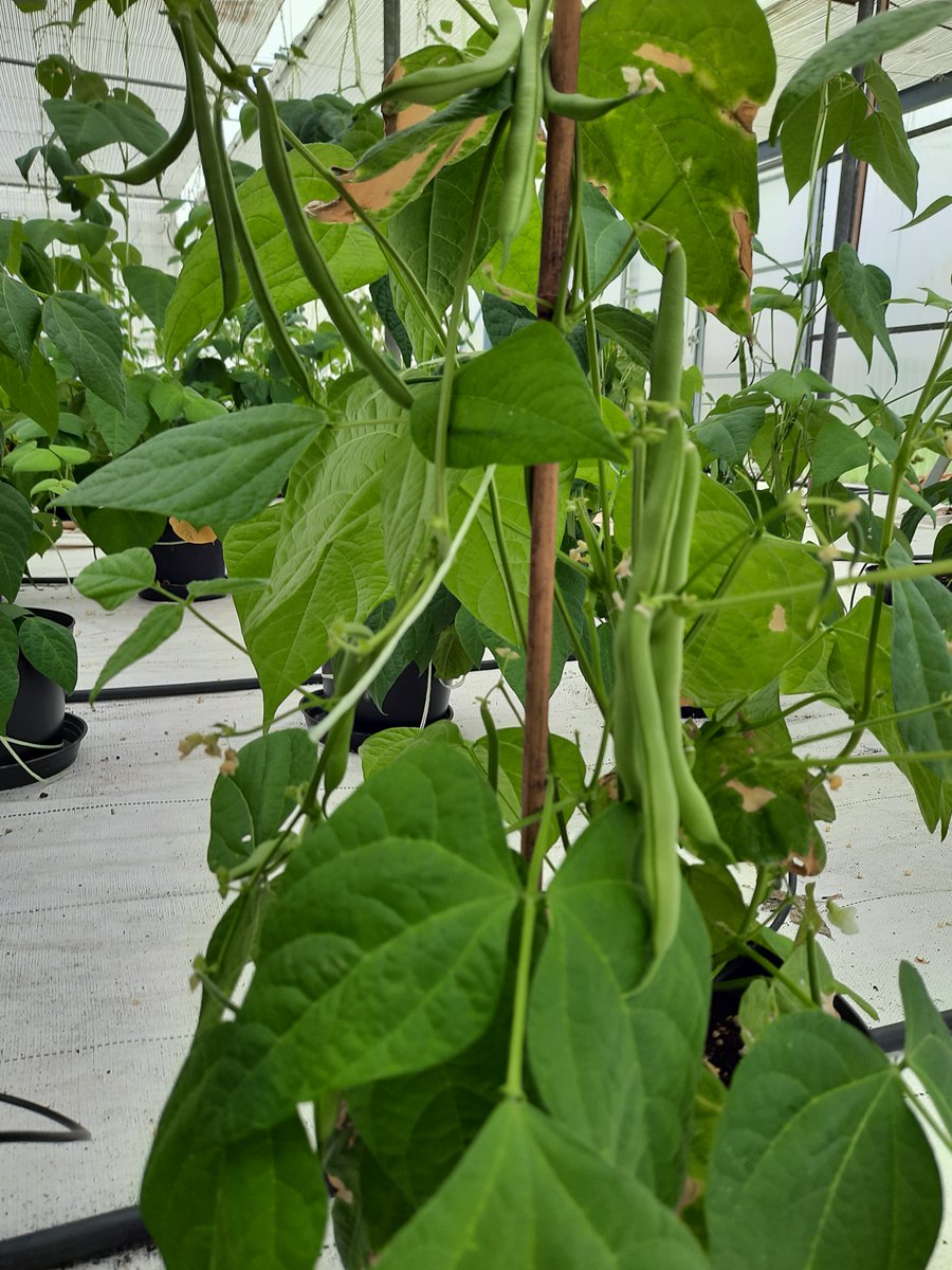 JJFerreira3's tweet photo. Keep going our breeding program to introgress genetic resistance to powdery mildew (Pm1) + anthracnose (Co-2) in 8 F2:3Bc2 families / 172 plants
#breedingprecision
resistant snap #bean -> more sustainable crops
@BRESOV_EU
The last week we evaluated pod and plant phenotype https://t.co/ZubykI2w06