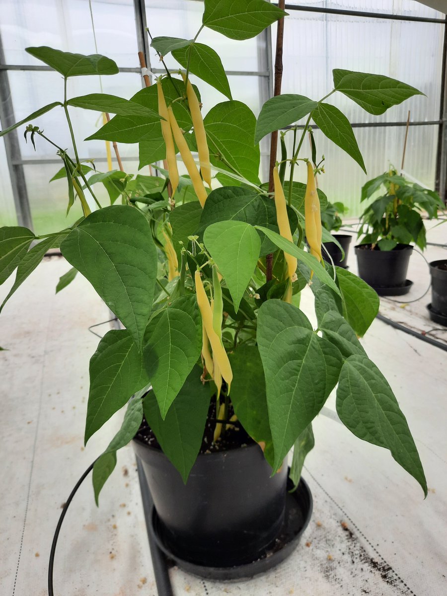 JJFerreira3's tweet photo. Keep going our breeding program to introgress genetic resistance to powdery mildew (Pm1) + anthracnose (Co-2) in 8 F2:3Bc2 families / 172 plants
#breedingprecision
resistant snap #bean -> more sustainable crops
@BRESOV_EU
The last week we evaluated pod and plant phenotype https://t.co/ZubykI2w06
