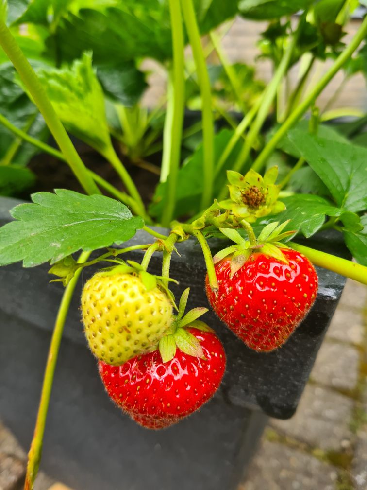 wimsteeghs's tweet photo. Aardbeien uit eigen tuin. Super zoet en dan de soort #Elsanta lekkerdere #aardbeien bestaan er niet . https://t.co/eEGLH0NZsJ