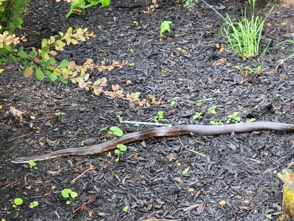 Krdz1's tweet photo. @thewildreport great  channel on YouTube everyone check out The  Wild  Report!!!  This picture was taken in western PA.  Thank you for the help and helping me identify it!  🐍🐍🐍 https://t.co/qzIDTG7XBI