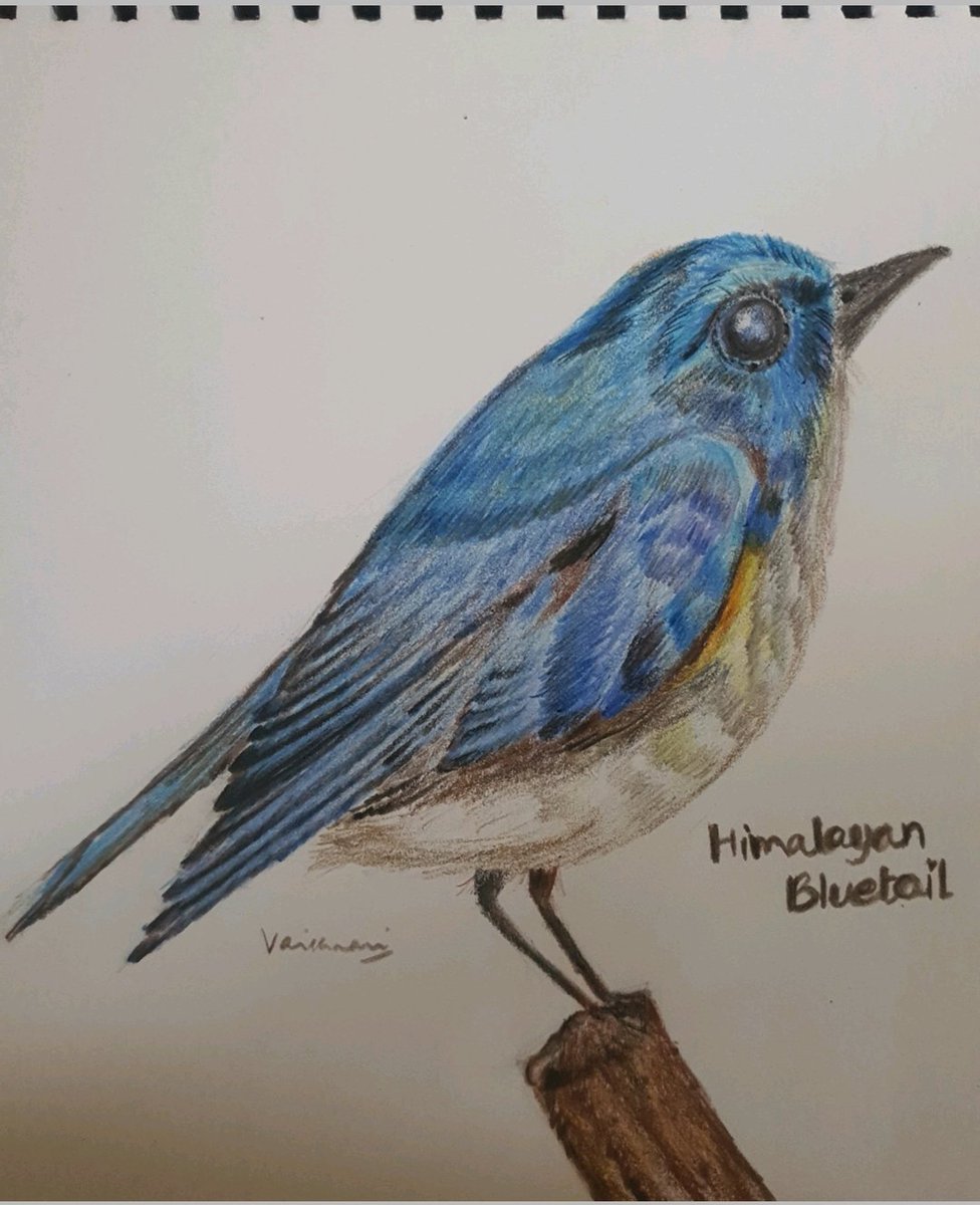 DrVaishnavi14's tweet photo. A Himalayan Bluetail. A solitary passerine bird, seen around paddy fields. Can be seen even at an altitude of 12,500 feet in summer.
#pencilcolorsketch #birdsofhimalaya #birdsofsikkim https://t.co/PdfrBO7s2A