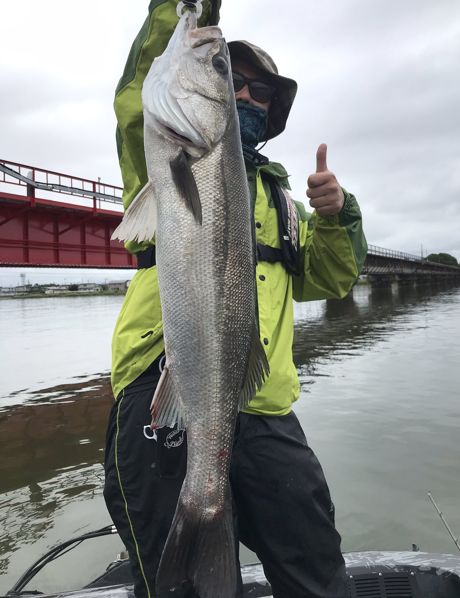 エスカーラボートサービス 本日は午前中シーバスガイドでしたが 72センチのランカーが釣れました 他に60センチオーバーも複数混じり 今まで釣れていた小シーバスと入れ替わった感じでした また アラバマリグでも釣果があり また新しいルアーの発見が