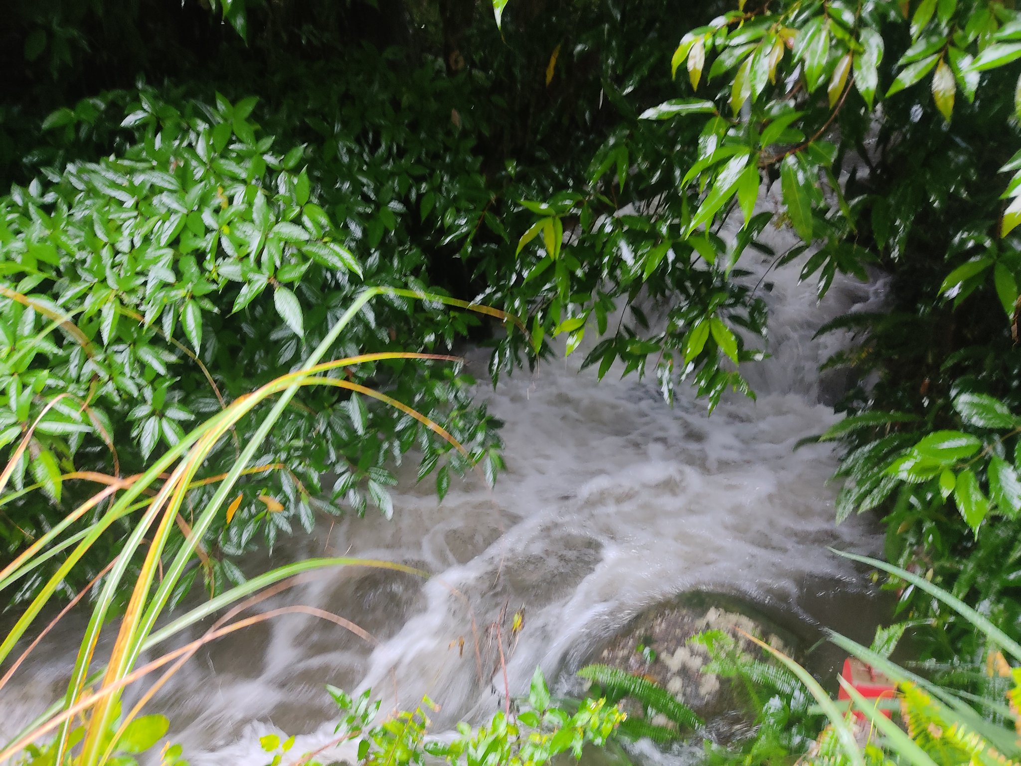 تويتر お京 工房そらのあお 屋久島 على تويتر 屋久島は朝からずっと雨 たくさんの水が空から落ちてくる 庭の小川も増量キャンペーンやってていつもと全然違う姿になっています 屋久島 T Co Rzc0meoymh